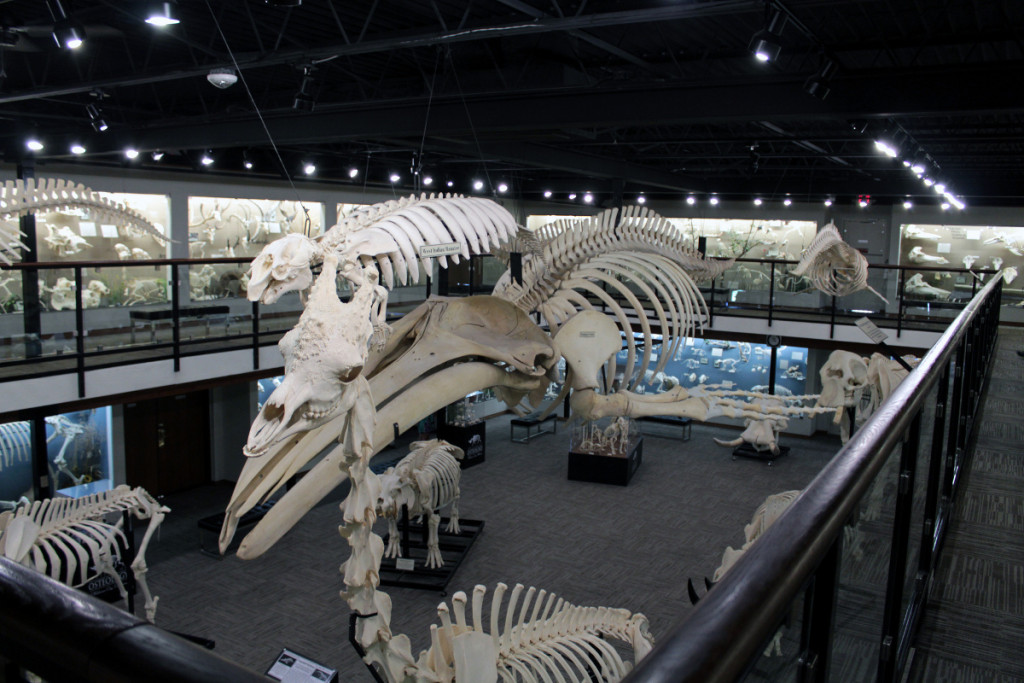 Best museums in Oklahoma City OKC - Museum of Osteology OKC