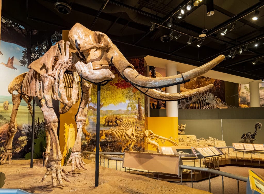 Interior view of the Sam Noble Oklahoma Museum of Natural History