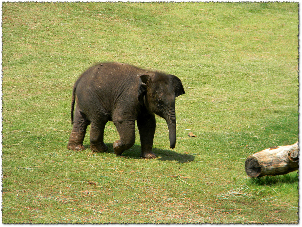Capture Oklahoma: 7 Best Photo Spots in Greater OKC 4 oklahoma city zoo elephants