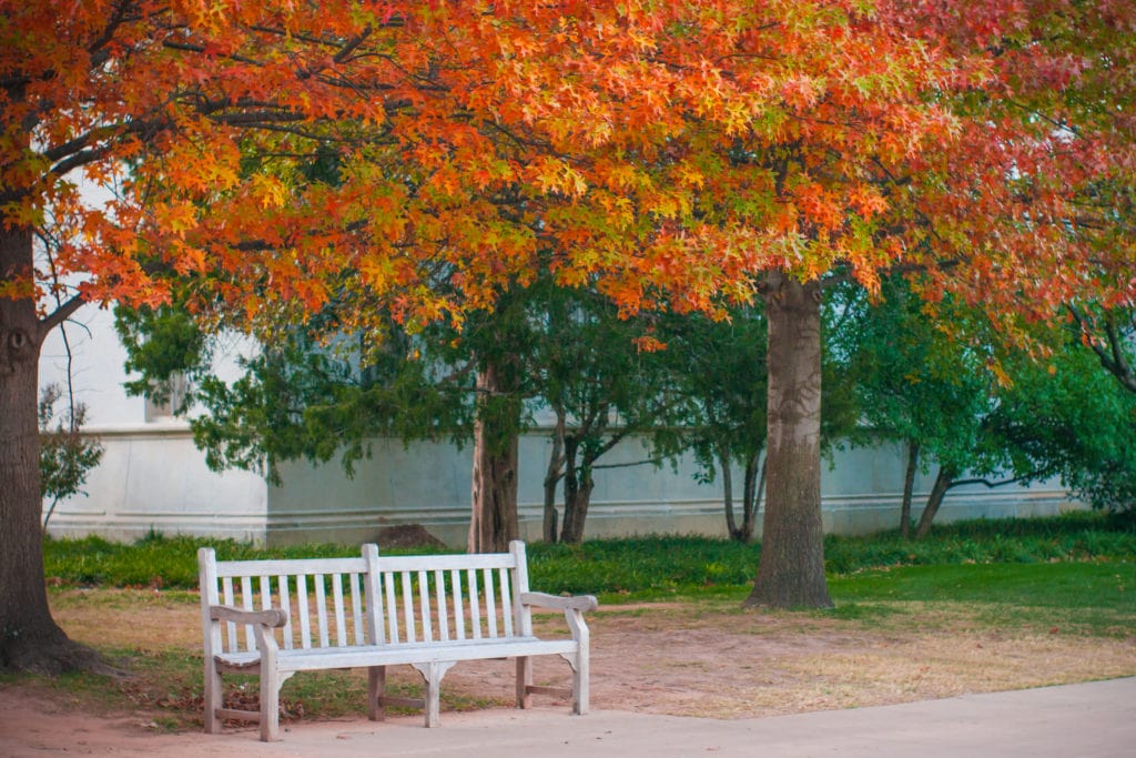 Wooden chair under yellow leaves of fall foliage in Norman, Oklahoma