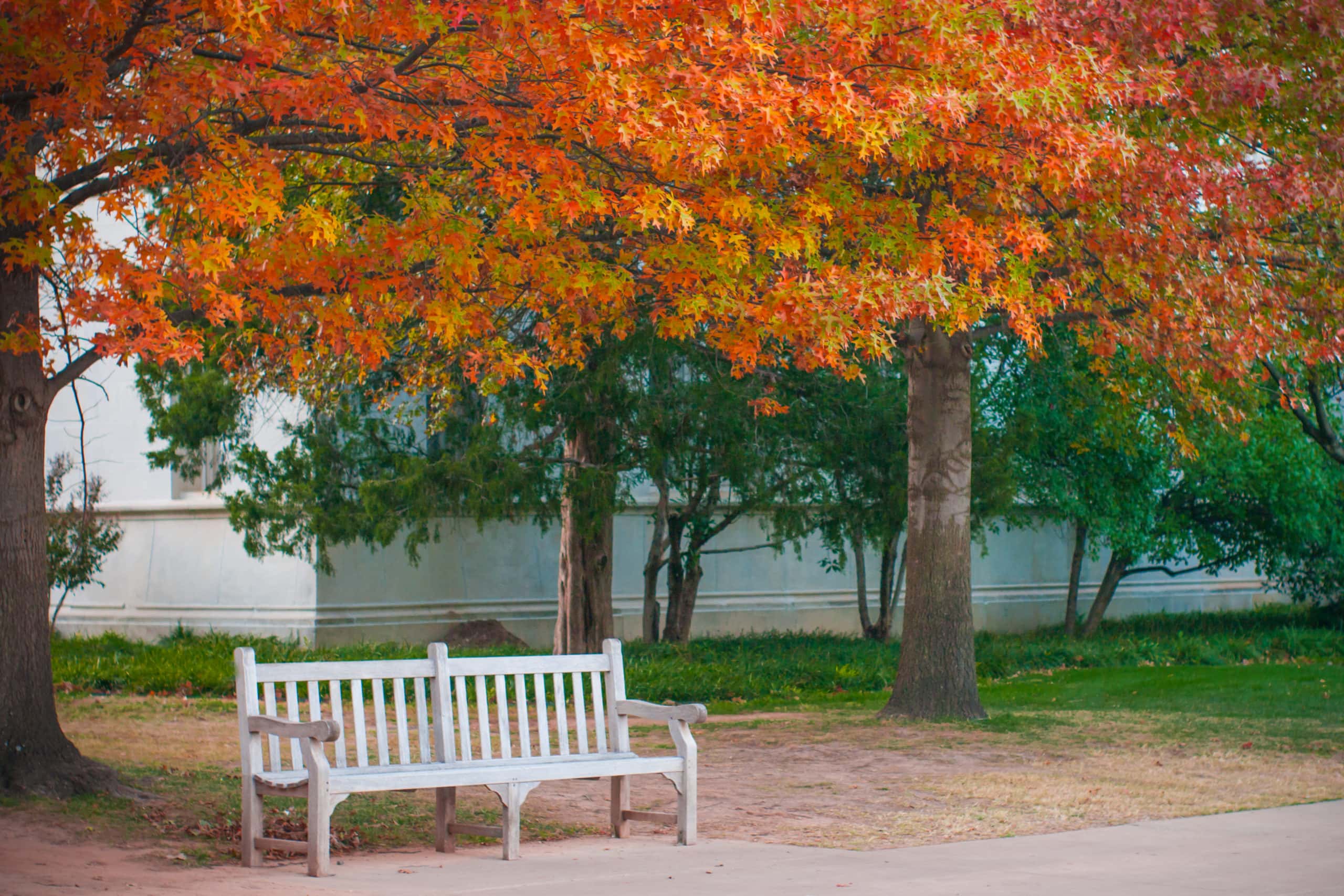 Wooden chair under yellow leaves of fall foliage in Norman, Oklahoma