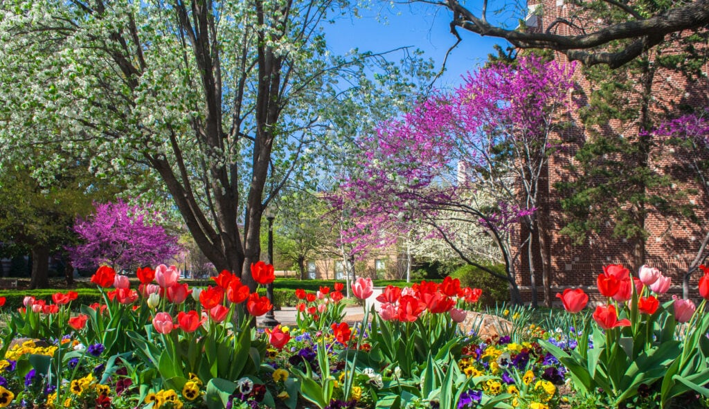 spring on the campus of Oklahoma University in Norman