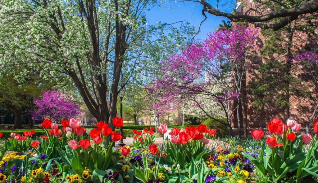 Delicious Eats Await You at The Mont in Norman OK 4 spring on the campus of Oklahoma University in Norman